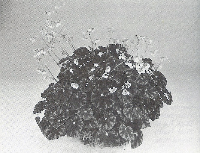 B. ‘Ella Frost’